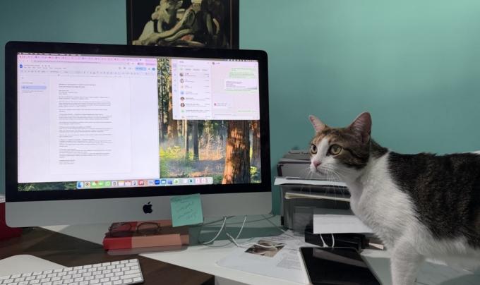 Bunny the cat beside a computer screen