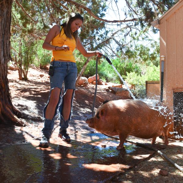 Person squirting a hose on a pig