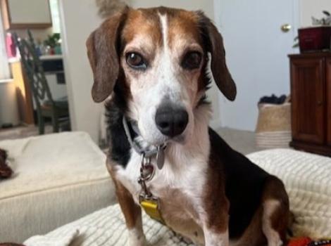 Josh Allen the beagle mix on a piece of furniture