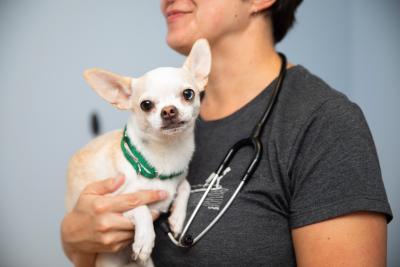 Veterinary professional holding a small dog - spay and neuter dogs