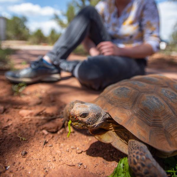 Tortoise eating a small piece of lettuce with a smiling person in the background