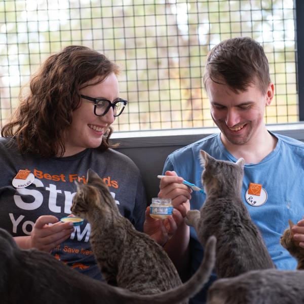 Two smiling people offering baby food to a group of cats