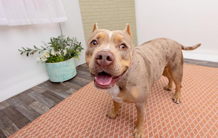 Smiling dog with cropped ears in a home environment