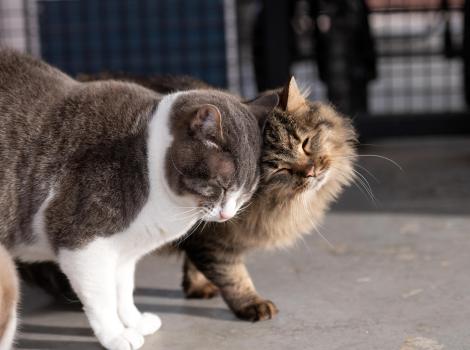 Kenneth the cat affectionately rubbing heads with Brian another cat