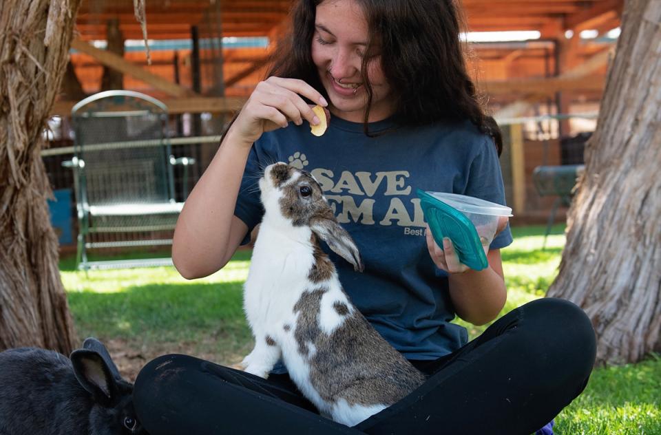 Intern sitting in grass and feeding brown and white bunny in her lap