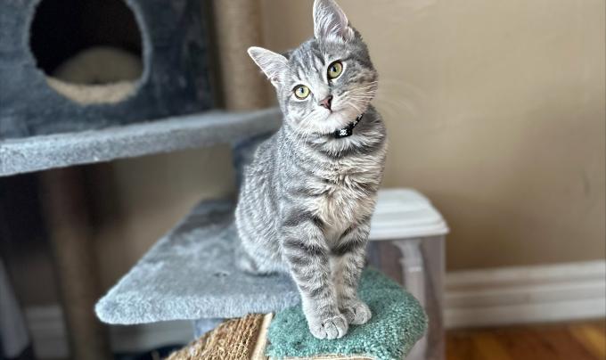 Benedict the kitten sitting on a cat tree
