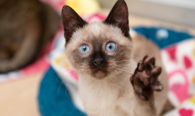 Llama the Siamese kitten with blue eyes and paw up in the air