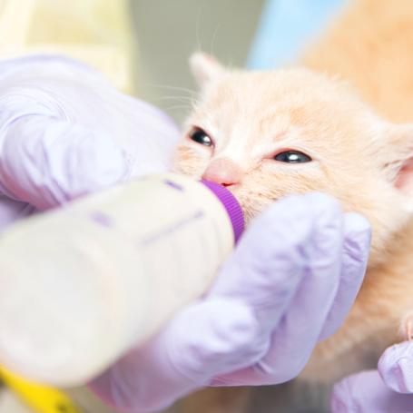 Person holding a tiny kitten in their hands while bottle feeding the kitten