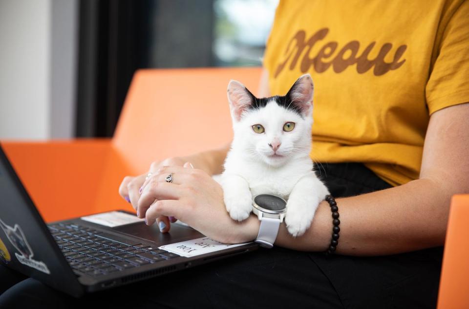 Kitten sitting in lap at a computer.