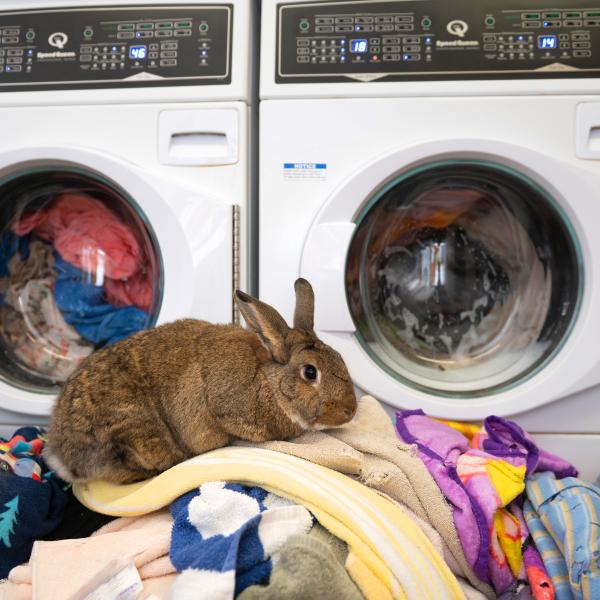 Rabbit on laundry in front of a washer and dryer