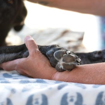 Person's hand holding a dog's paw