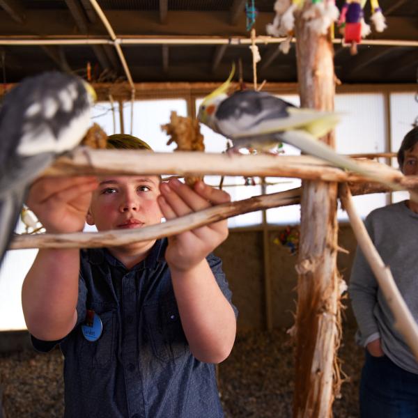 Child offering food to two cockatiels while another person watches