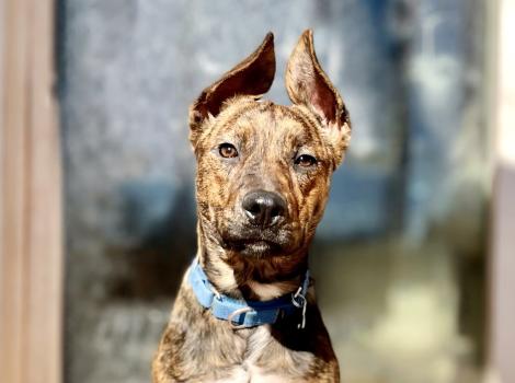 Lexi the dog with upright ears