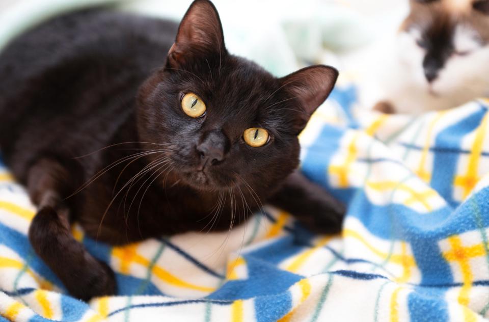 Licorice the black cat lying on a plaid blanket