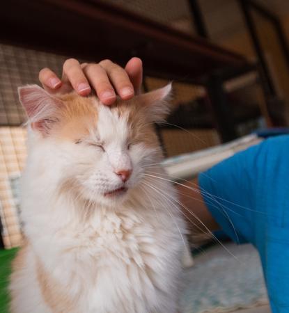 Girl petting cat 