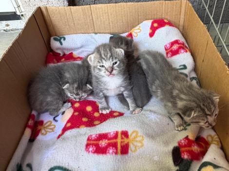 Three gray tabby neonatal kittens on a blanket in a cardboard box