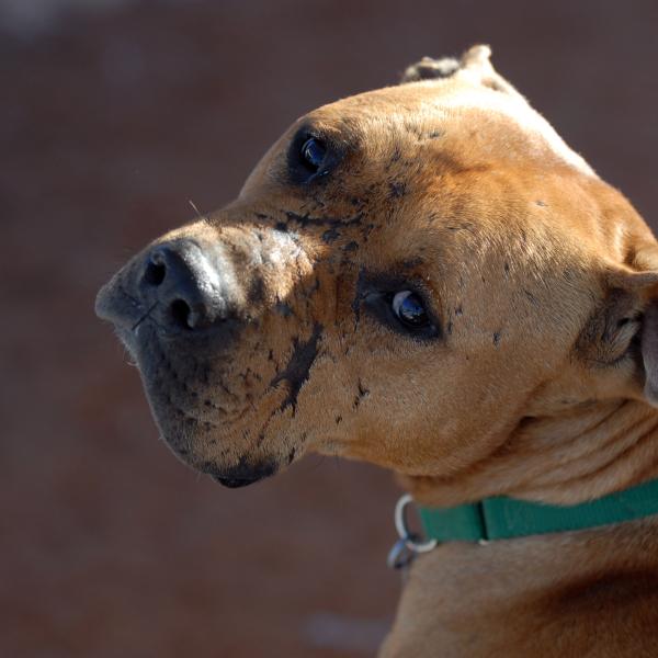 Lucas was the only other dog sentenced to the Sanctuary for life, and became a favorite for many visitors.