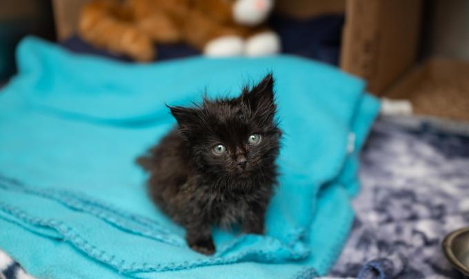 Lutron the tiny kitten on an aqua blanket