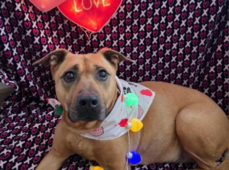 Luz the dog wearing a bandanna and necklace below some Valentine's hearts