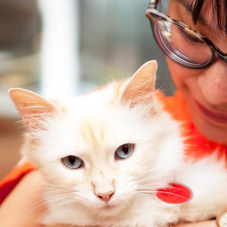 Person holding a fluffy adoptable cat