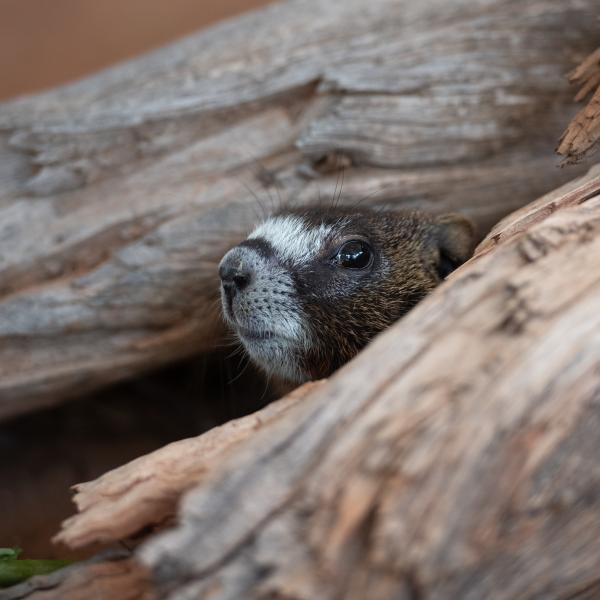 Marmot peeking out from logs
