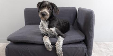 Black and white dog lying on dark gray chair