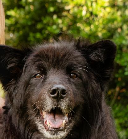 Smiling person Maryanne Dailey with Rosie the black dog who is also smiling, with green foliage in the background