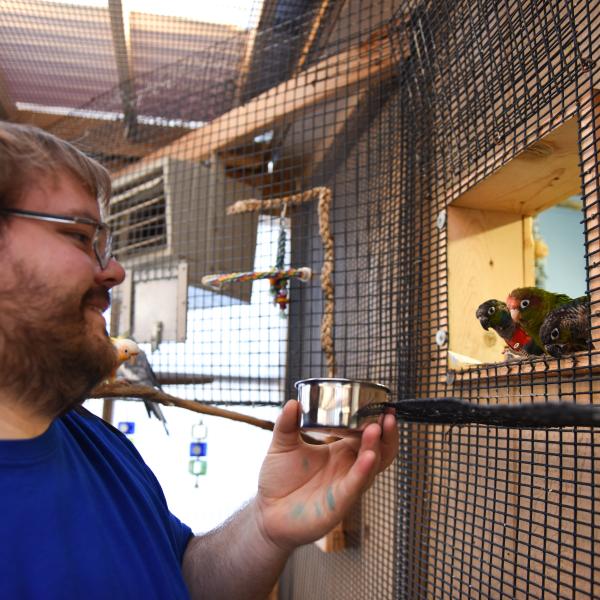 Person bringing a stainless steel bowl to three parrots on a windowsill