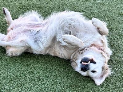 Maui the dog lying upside-down on green astroturf