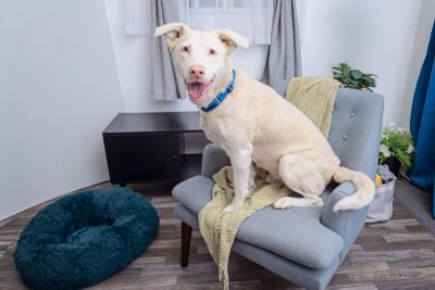 Large, smiling white dog sitting on a chair