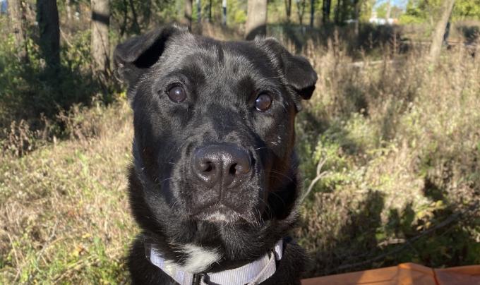 Minnie the dog outside on a leash