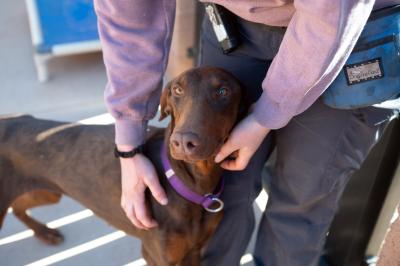 Person petting a dog who is leaning against the person's leg