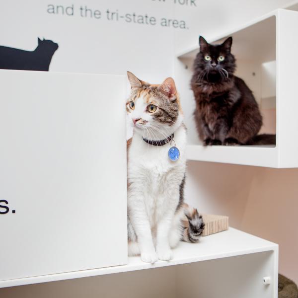 Mya y Kiki están disfrutando de su estadía en el centro de Best Friends en Nueva York mientras esperan un hogar permanente.