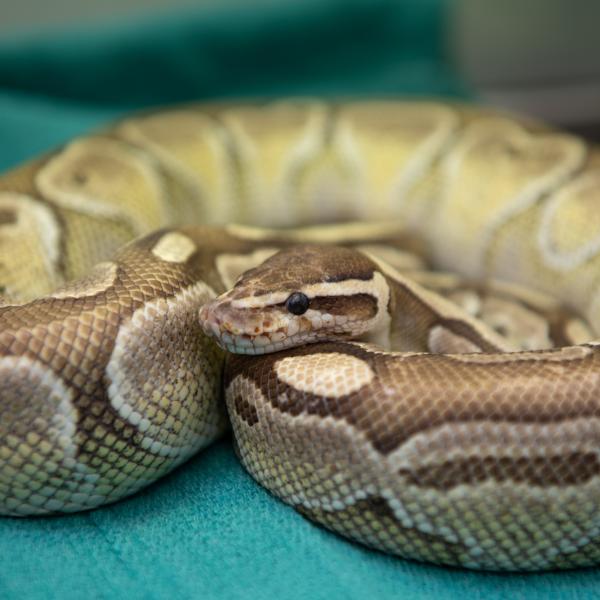 Adoptable snake at Best Friends Animal Sanctuary in Kanab, UT