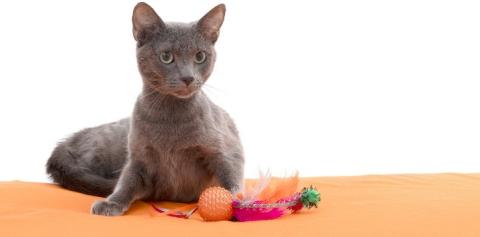 Cat on orange bed