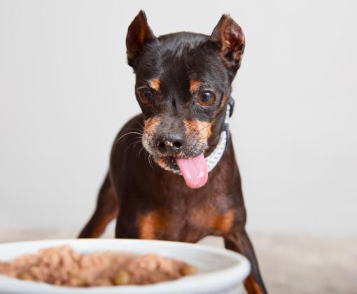 Black and brown dog looking at a bowl of kibble with his tongue out