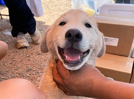 Navajo-Nation-puppy-at-clinic_by-Patty-Hegwood.jpg