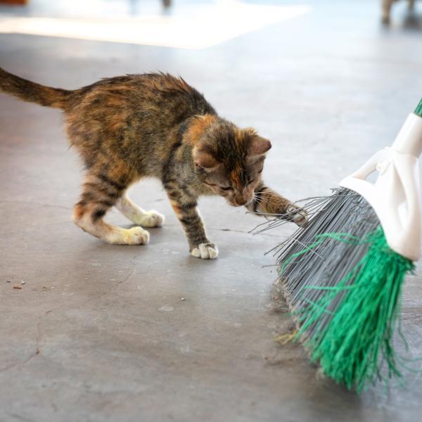 Cat reaching out with a paw to touch a broom