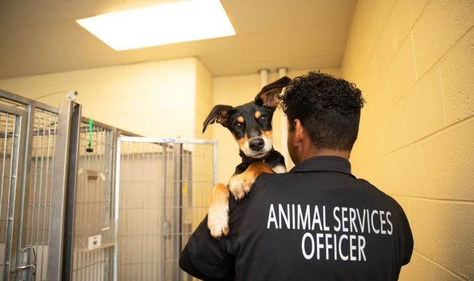 Person wearing an animal services officer shirt holding a small dog or puppy backwards over his shoulder in a kennel area