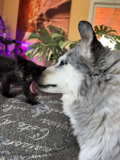 Husky dog licking Nosh the kitten