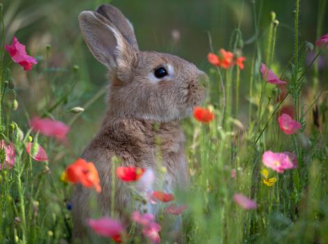 Notorious B.U.N. the rabbit outside in flowers