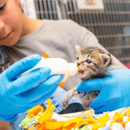 Young girl bottle feeding kitten