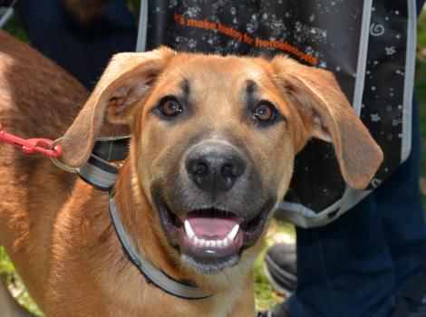Brown dog outside on a leash with mouth open smiling