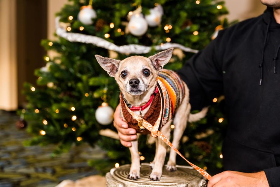 Person's arm around a senior dog in front of a Christmas tree