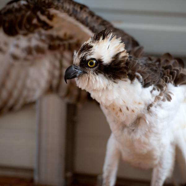 An injured osprey gets treatment and care at Best Friends Animal Sanctuary in Kanab, UT.