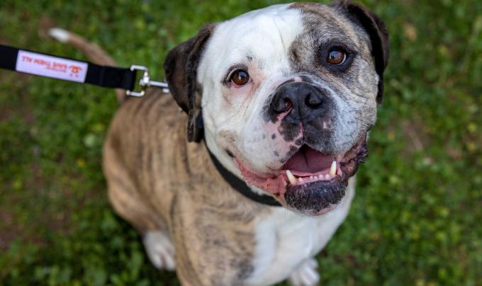 Otis the dog, outside on a Best Friends leash smiling
