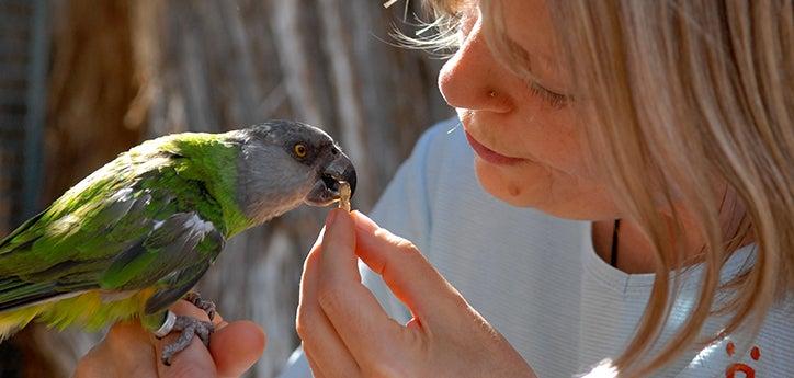Maxine the parrot eats some of her parrot food from a person's hand