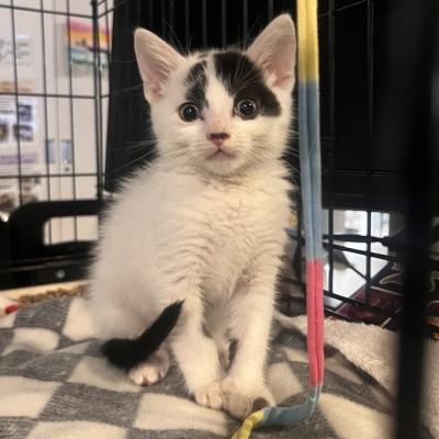 Pavlova the kitten sitting beside fleece from a wand toy