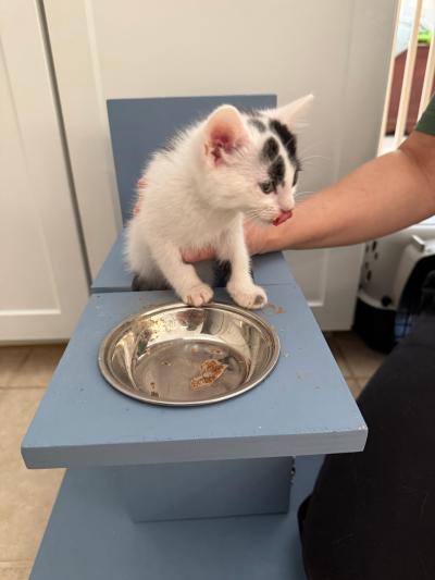 Pavlova the kitten in her custom-made chair licking her lips with an empty food bowl in front of her