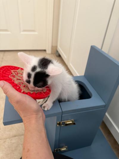 Pavlova the kitten eating using her custom-made chair